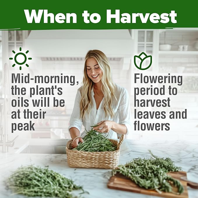 HOME GROWN Rosemary Seeds Pack - 150 High Germinating Non GMO Heirloom Herb Seeds for Planting in Indoor or Outdoor Herb Gardens (Salvia rosmarinus)