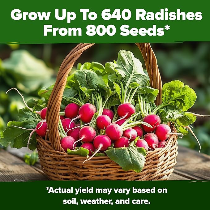 HOME GROWN Cherry Belle Radish Seeds 800+ Non GMO Heirloom Vegetable Seeds for Planting Outdoors Harvest in 30 Days Red Radishes, Spring and Fall Gardens (Raphanus Sativus)