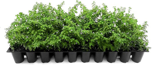Mexican Heather White | 3 Live Plants | Cuphea Hyssopifolia | Drought Tolerant, Evergreen Shrub, Low Maintenance, Flowering Blooms, Full Sun, Ground Cover, Year Round Interest, Outdoor Garden