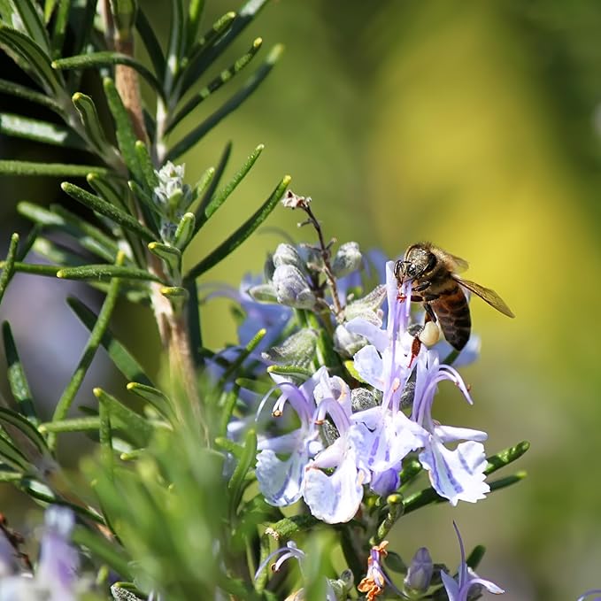 The Old Farmer's Almanac Heirloom Culinary Rosemary Herb Seeds - Premium Non-GMO, Open Pollinated, Drought & Cold Tolerant (1 Packet - 200 MG - Approx 180 Seeds)