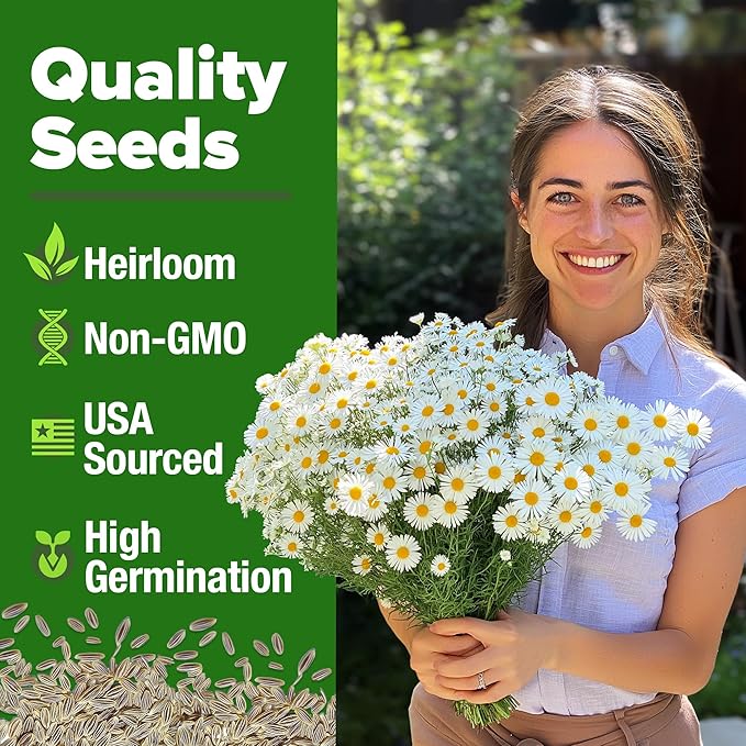 HOME GROWN German Chamomile Seed Pack – 2,280 Non GMO Heirloom Seeds for Planting for Sustainable Gardens and Soothing Medicinal Herbal Teas (Matricaria chamomilla)