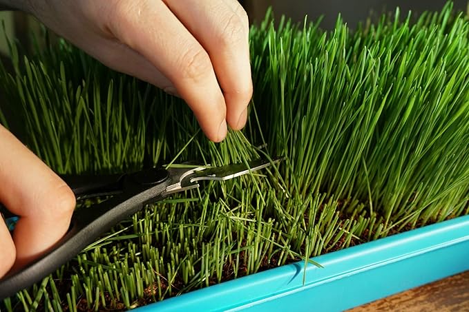 Non-GMO, Thunder Acres Premium Wheat Seed, Cat Grass Seed, Wheatgrass, Hard Red Winter Wheat (1 lbs.)