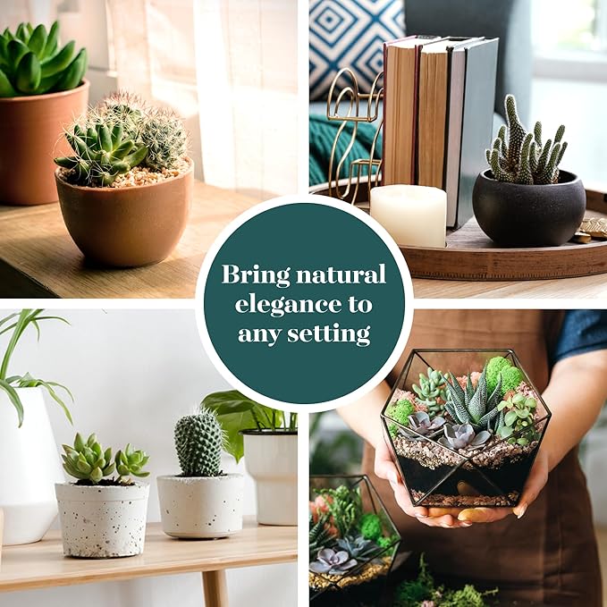 Shop Succulents Premium Live Mini Cactus and Succulent Plants in 2" Pots, Easy Care Indoor or Outdoor Gardening, Terrariums, Favors, & Contemporary Spaces with Hardy, Resilient Varieties, Pack of 40