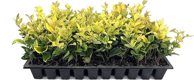 Ligustrum Japonicum Howardi - 20 Live Plants - Privet Howardii - Variegated Evergreen Shrub