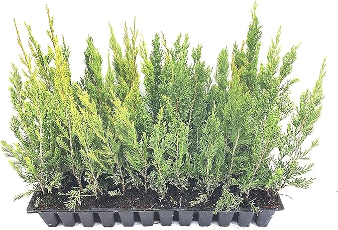 Spartan Juniper | 10 Live Trees | Juniperus Chinensis | Evergreen Privacy Screening Plant