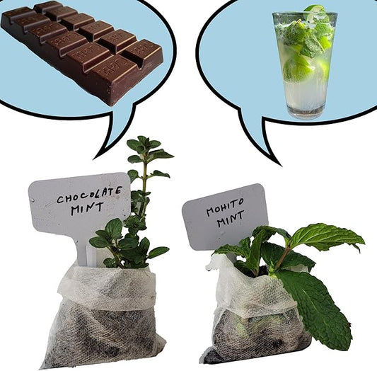 Chocolate+Mohito Mint Plants. Live, Fragrant, Fresh, Edible. Easy Grow. Indoor/Outdoor. (Choc+Mohito Mint Bags)