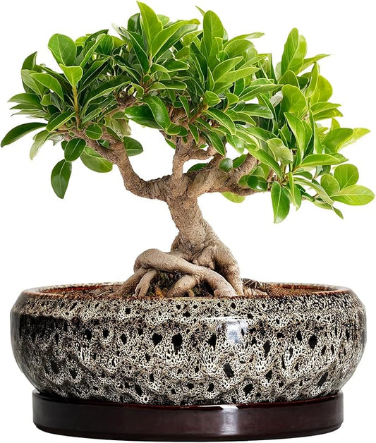 Bonsai Pots - 8 Inch Ceramic Pots for Plants with Drainage Hole and Saucer, Round Succulent Pot, Bonsai Planters Indoor Outdoor, Shallow Planter Bowl, Patio Decor, Gardening Gift, White