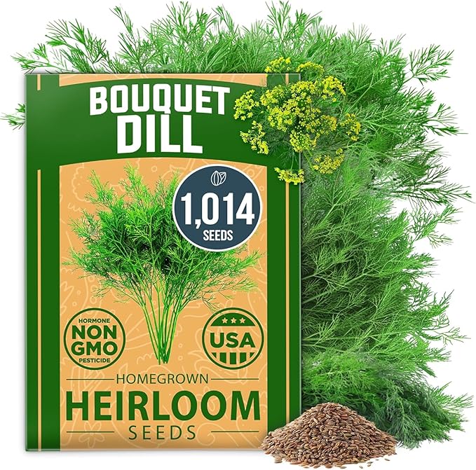 HOME GROWN Dill Seeds for Planting 1,014 Bouquet Dill Seeds and Heirloom Herb Seeds for Planting Outdoors, Grow Your Fragrant Dill Herb Garden (Anethum graveolens)