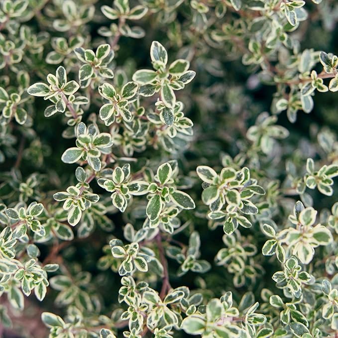 1 Live Lemon Thyme Plant (Thymus Citriodorus) – Aromatic Perennial Herb, Thriving in 4" Nursery Pot