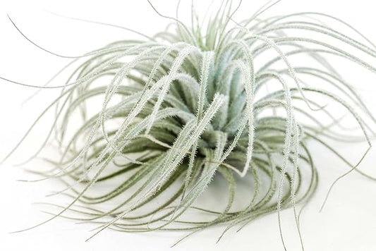 Jumbo Tectorum Ecuador Air Plant - Live Tillandsia Succulent House Plants - Available in Wholesale and Bulk - Home and Garden Decor - Easy Care Indoor/Outdoor Air Plants