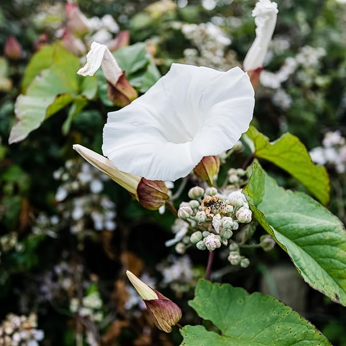 Park Seed Morning Glory Vine Flower Plant Seeds, Easy to Grow, Perfect for Spring Garden, Moonflower, Pack of 25