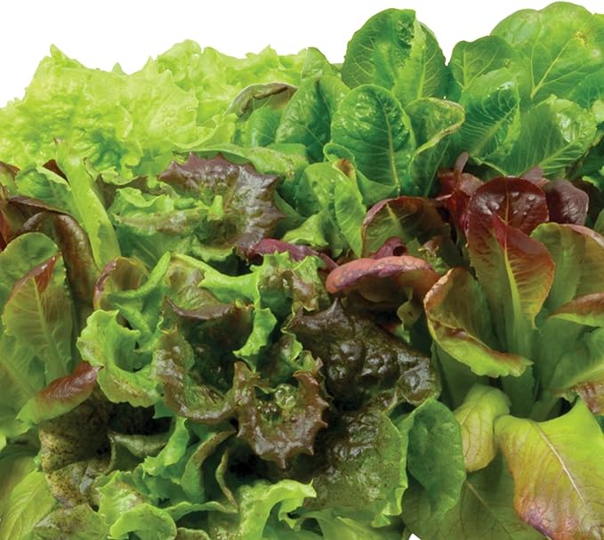 AeroGarden Heirloom Salad Greens Mix Seed pod Kit - Salad Kit for AeroGarden Indoor Garden, 3-Pod