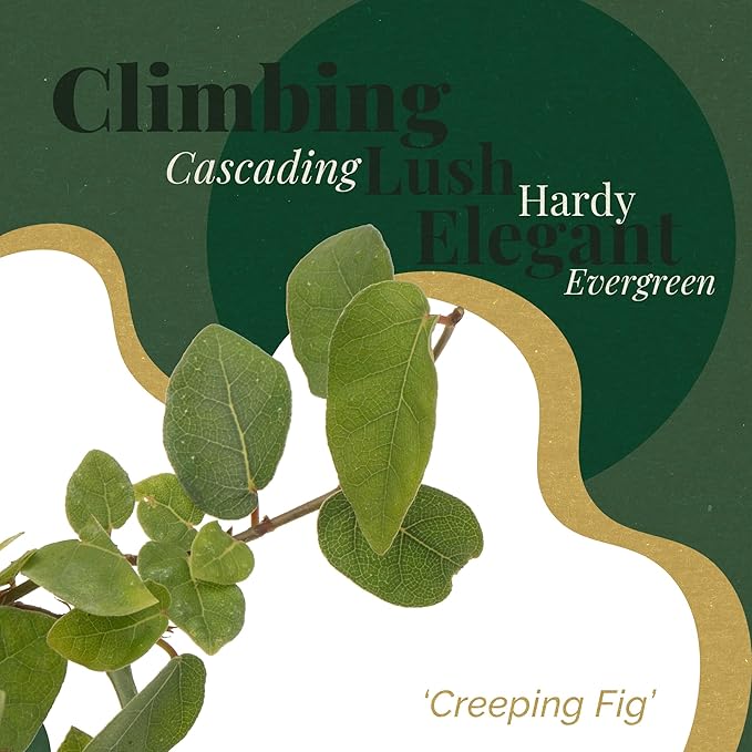 3 Creeping Fig, Live Plants – Ficus Repens – Fast-Growing & Versatile Climbing Vine in 2.5” Nursery Cubes – Perfect for Living Walls, Topiaries, Ground Cover & Indoor/Outdoor Decor
