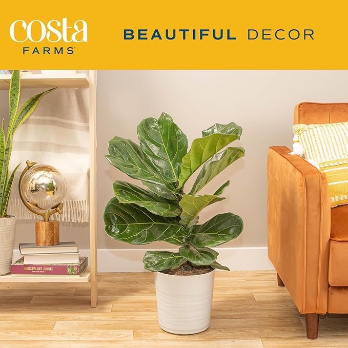 Costa Farms Fiddle Leaf Fig, Live Indoor Ficus Lyrata Floor Plant, Tropical Houseplant Potted in Nursery Planter, Housewarming, Birthday, Office and Living Room Decor, 2-3 Feet Tall