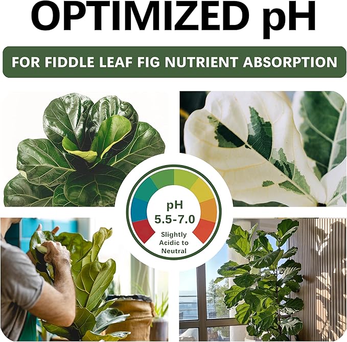 Premium Fiddle Leaf FIG Soil Mix – Nutrient-Rich, Organic Potting Soil for Ficus Lyrata – Promotes Healthy Roots, Lush Leaves & Balanced Moisture – Fast-Draining & Ready to Use (4 QTS)