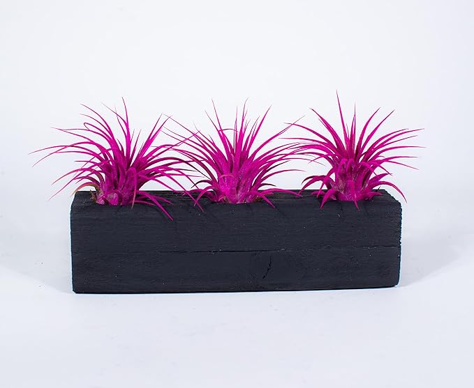 Air Plants 3 Pack - Tillandsia Ionantha - 3 Hole Planter - Organically Enhanced Color - Live Arrival Guaranteed - House Plants for Home Decor & Gift (3Pk Rose Pink + Black Planter)