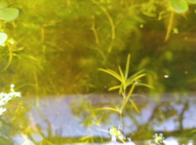1 Cup of Live Guppy Grass Plus 1 Bunch of Hornwort Aquarium Plants, Freshwater Submerged Plants for Fish Tank