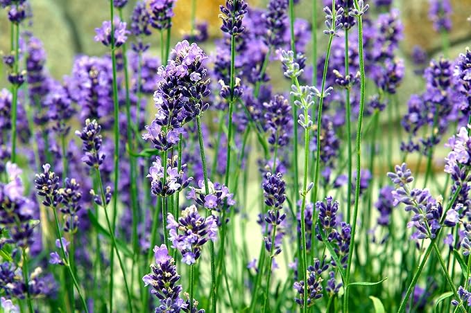 Greenwood Nursery: Live Perennial Plants - Vera Lavender + Lavandula Angustifolia - [Qty: 3X Pint Pots] - (Click for Other Available Plants/Quantities)