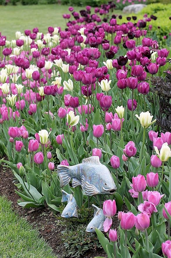 20 Mix Tulip Bulbs for Fall Planting, Vibrant Spring Blooms, Easy Fall Planting, Bulk Tulips Bulbs Perennial Flowers, Medium Size Bulbs Ready to Grow (Mix Single Tulip Bulbs)