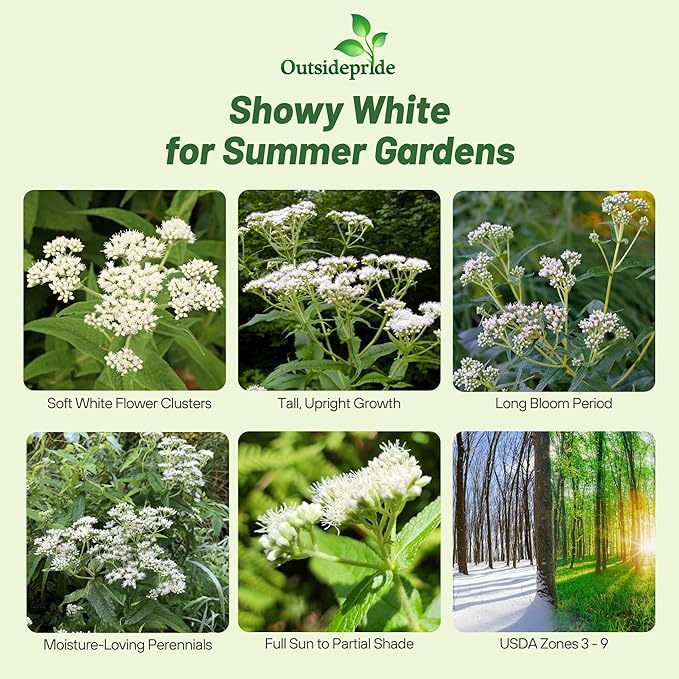Outsidepride 5000 Seeds Perennial Eupatorium Boneset Flower Seeds for Planting