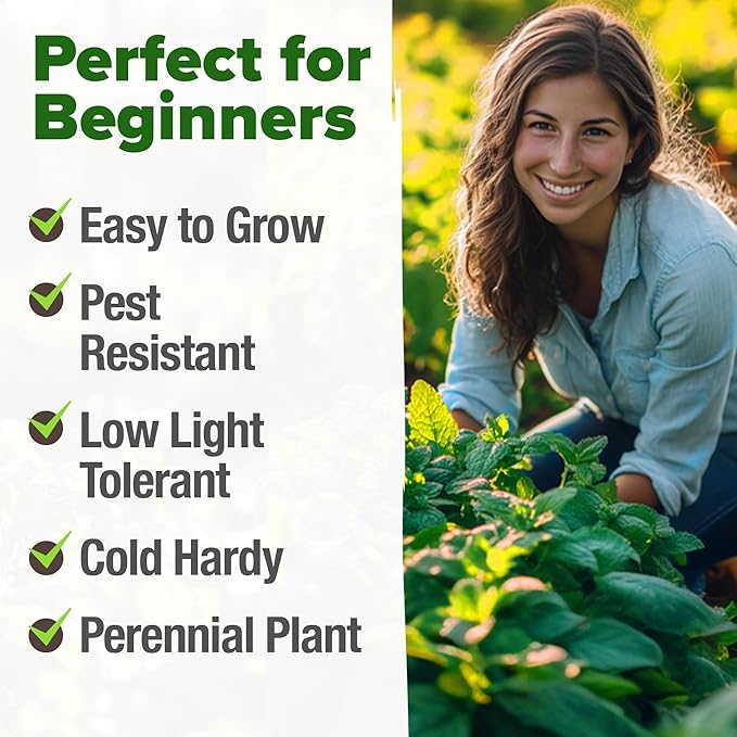 HOME GROWN Peppermint Seeds Pack – 2,370 Heirloom Mint Seeds for Planting. Grow Peppermint Plants in Your Herb Garden Indoors or Outdoors (Mentha x piperita)