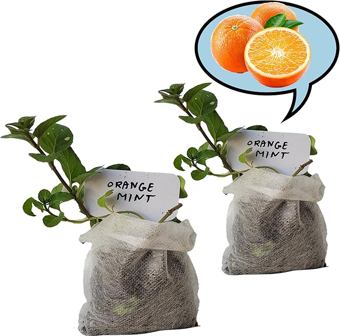Orange Mint Plants. Share/Gift for Family and Friends. Live, Fragrant, Fresh, Edible. Easy Grow. Indoor/Outdoor. (2 Mint sac)