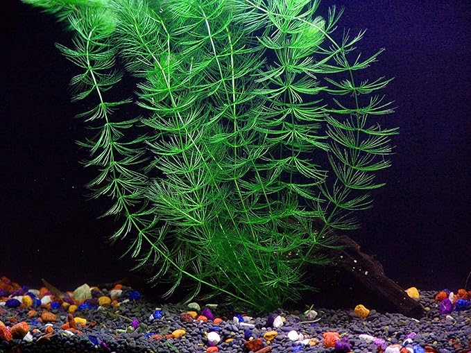 Texas Aquarium Plant Bundle - 20 Species Live Aquarium Plants Package