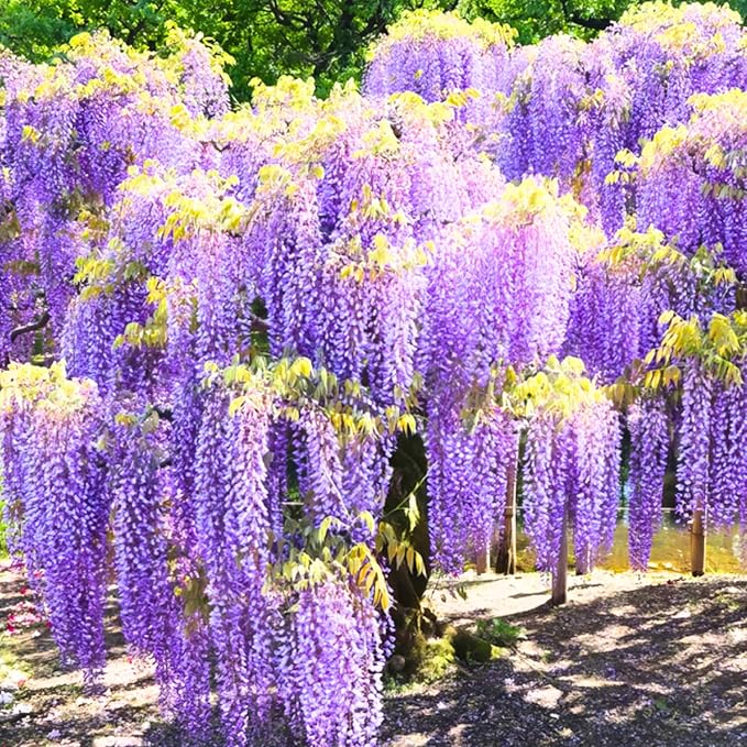 Pack 2 Purple Wisteria Live Plants for Planting, Wisteria Trees Live Plants 6 to 12 Inches Tall, in Pots, Wisteria Vine Flowers