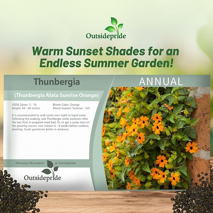 Outsidepride Sunrise Orange Thunbergia Black Eyed Susan Seeds - 200 Pcs Annual, Climbing Vine Flower Seeds for Planting Orange Blooms for Low Maintenance Gardens, Containers, Trellis & Fences