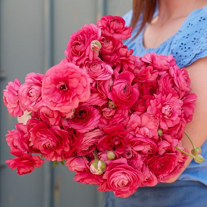 Eden Brothers Ranunculus Bulbs - Bonbon
