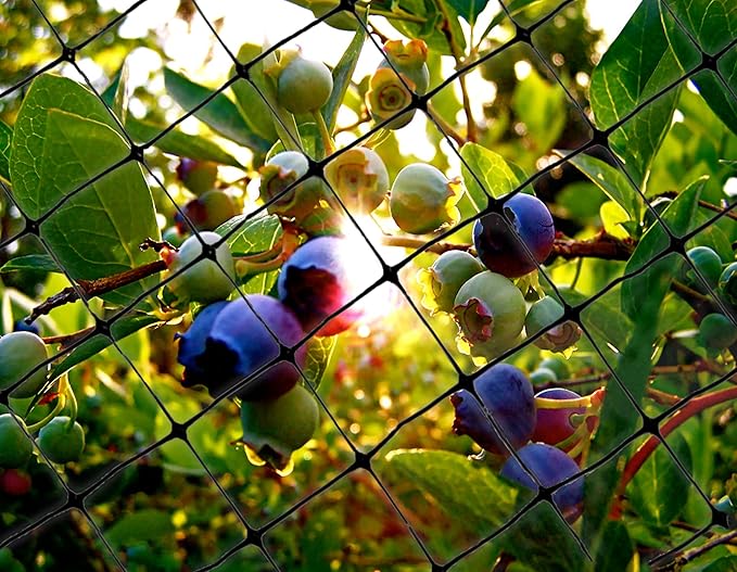 Bird-X Standard Bird Netting, Ideal for Gardens and Lightweight Applications, UV-Stabilized Mesh Netting with 3/4" Hole Opening, Easy to Install, 100' x 14'