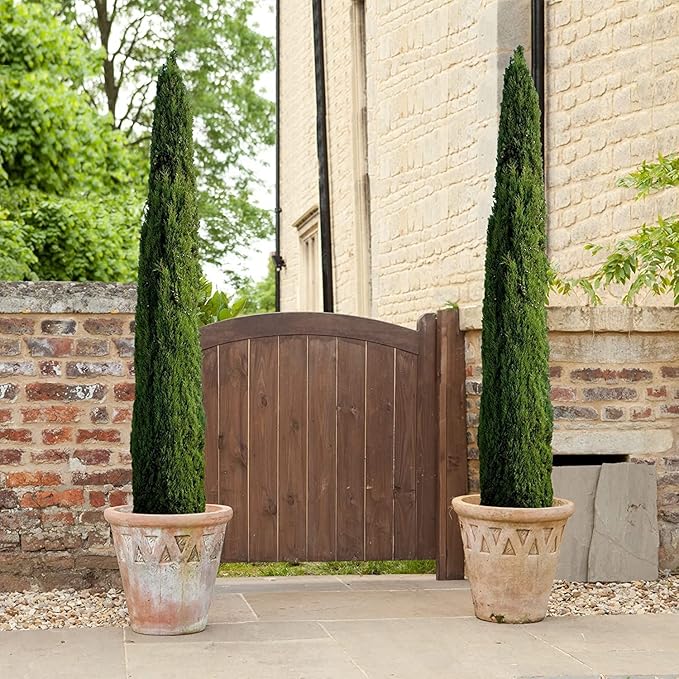 Florida Foliage Italian Cypress Tree | 10 Live Seedlings Cupressus Sempervirens Formal Elegant Mediterranean Style Plants, Green