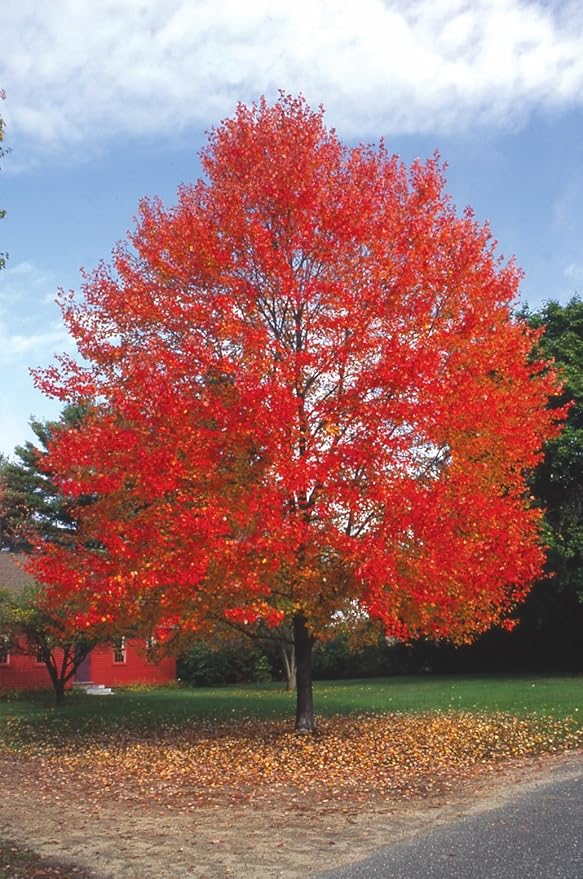 Red Maple Tree, Fast Growing Shade Tree with Fall Color, 1 Gallon Nursery Pot | Arbor Day Foundation (Due to Agricultural Laws, Unavailable to CA or AZ)