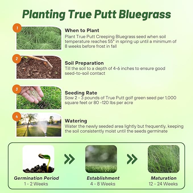 Outsidepride True Putt Perennial Creeping Bluegrass Seed - 2 Lbs. Shade-Tolerant Bluegrass for Golf Courses & Home Putting Greens - Ideal for Dense, Fine-Textured Lush Turf in Low-Light Areas