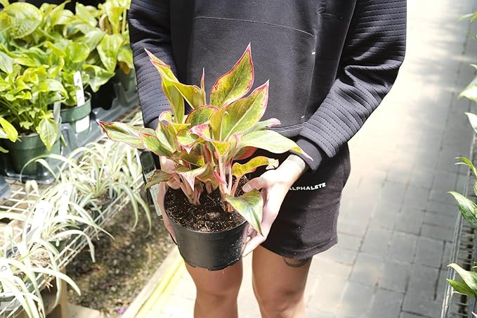 Gardenera Premium Aglaonema Plant Potting Mix - Crafted for Healthy Growth and Radiant Foliage - 1 Quart, MAIN-AGLAONEMA-1QT