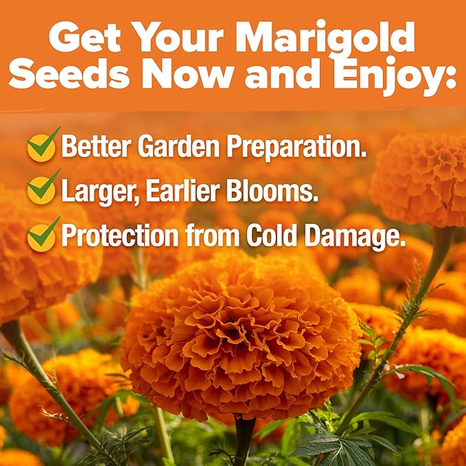 HOME GROWN Crackerjack Marigold Seeds 2.05oz - 15,000 Flower Seeds Planting Outdoor, Large Bulk Pack, Sourced, High Germination, Companion Planting, Orange (Tagetes erecta)