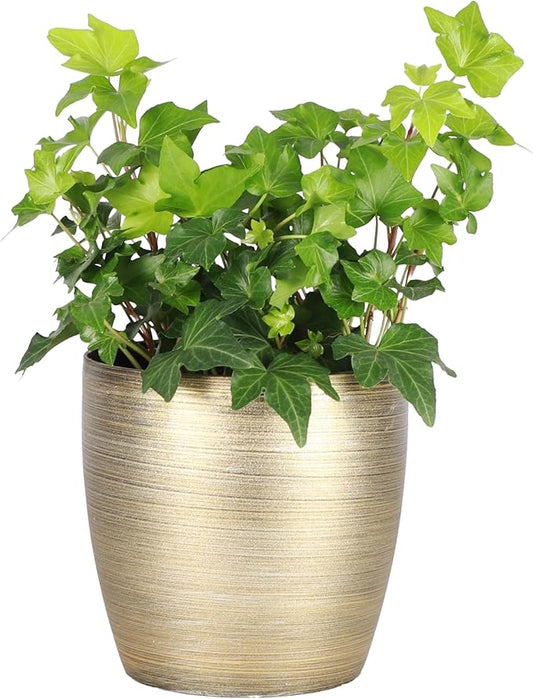 Thorsen's Greenhouse Live Green English Ivy Plant, Hedera Helix, Natural Air Purifier, Easy to Grow, Live Indoor Houseplant, 4" Diameter Pot (Gold)