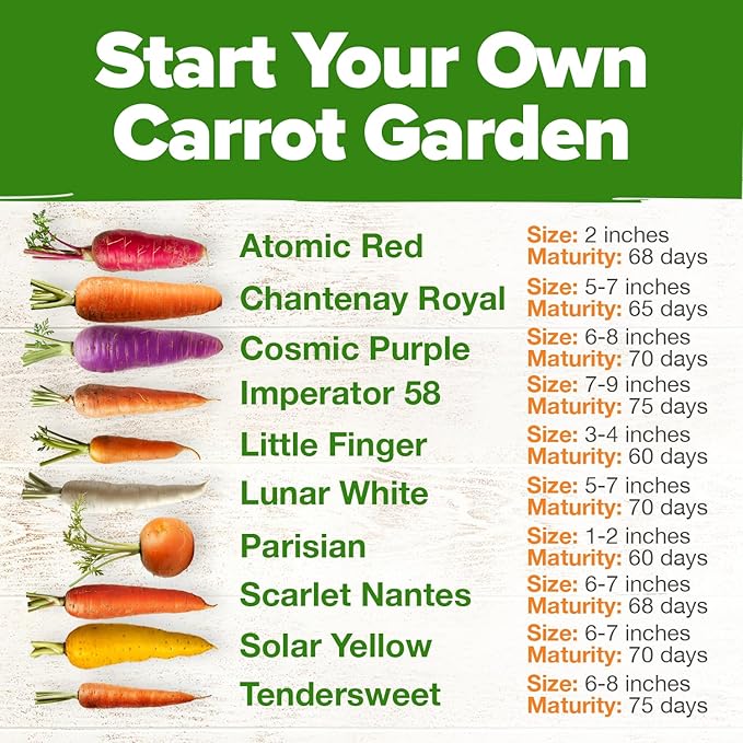 HOME GROWN Rainbow Carrot Seeds – 2500+ Heirloom Seeds (10 Varieties) – High Germination, Vegetable Seeds for Planting Indoors or Outdoor Home Garden