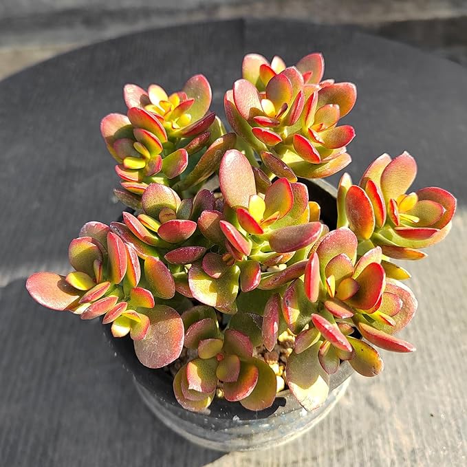 Dwarf Jade with White Stripe Pot, Live Crassula Ovata Crosby's Compact, Rare Cute Succulent Plant in 4" Planter, Home Office Décor