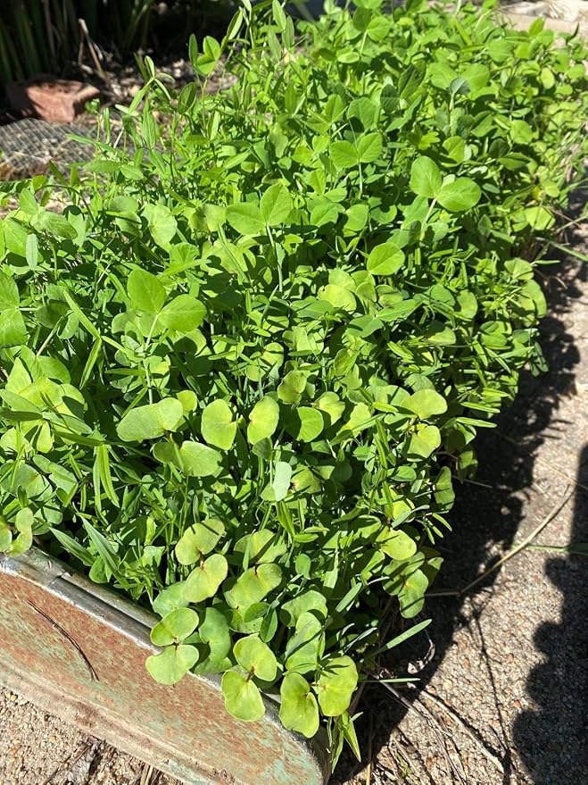 Thunder Acres 9 Seed Cover Crop Blend - for Gardening - Non-GMO, Vetch, Clover, Peas.