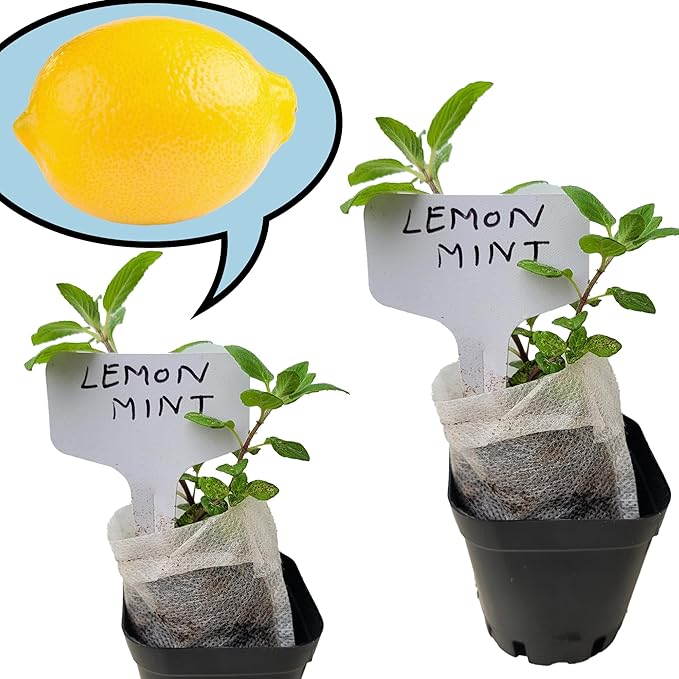 Generic Lemon Mint plants. Live, Fragrant, Fresh, Edible. Easy Grow. Indoor/Outdoor. (2 lemon mint cups)