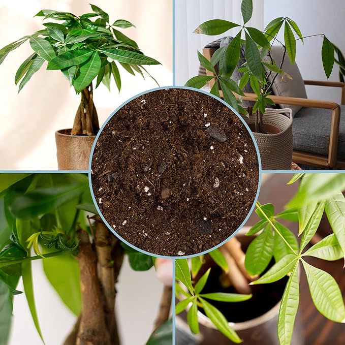 Money Tree Soil (4 Quarts), Potting Mix for Planting/Repotting Pachira Aquatica, All-Natural Custom Soil Blend