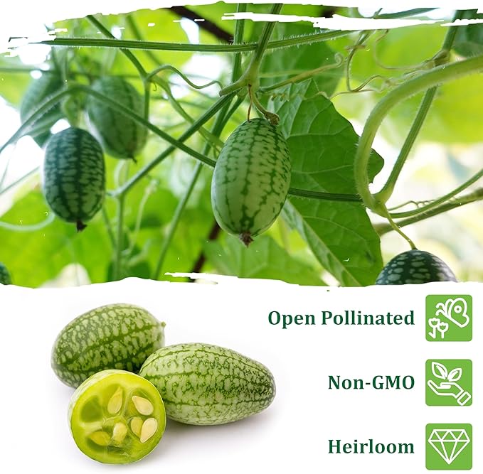 TKE Farms & Gardens - Cucamelon Seeds for Planting, 75 Heirloom Non GMO Seeds, Mexican Sour Gherkin Mouse Melon, Delicious Mini Fruits, Easy to Grow, Includes Instructions, Rare Garden Seeds, 1 Pack
