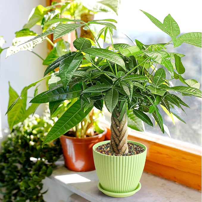 Live Plants Money Tree in 4" Green Plastic Pot, Easy to Grow Houseplant, Indoor Bonsai, Home Office Decor, Birthday Housewarming Gift