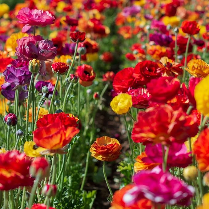 Ranunculus Bulbs - Passion Mix - 100 Bulbs - Mixed Flower Bulbs, Corm Attracts Bees, Attracts Pollinators, Easy to Maintain & Grow, Fragrant, Container Garden