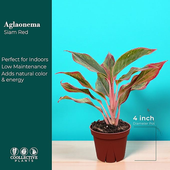 CoollectivePlants Aglaonema Siam Red – Aglaonema Live Plant in 4″ Growers Pot - Vibrant Red-Green Foliage, Live Indoor Plant
