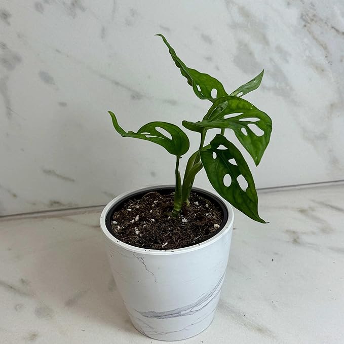 Monstera Swiss Cheese Vine, 4" Plant