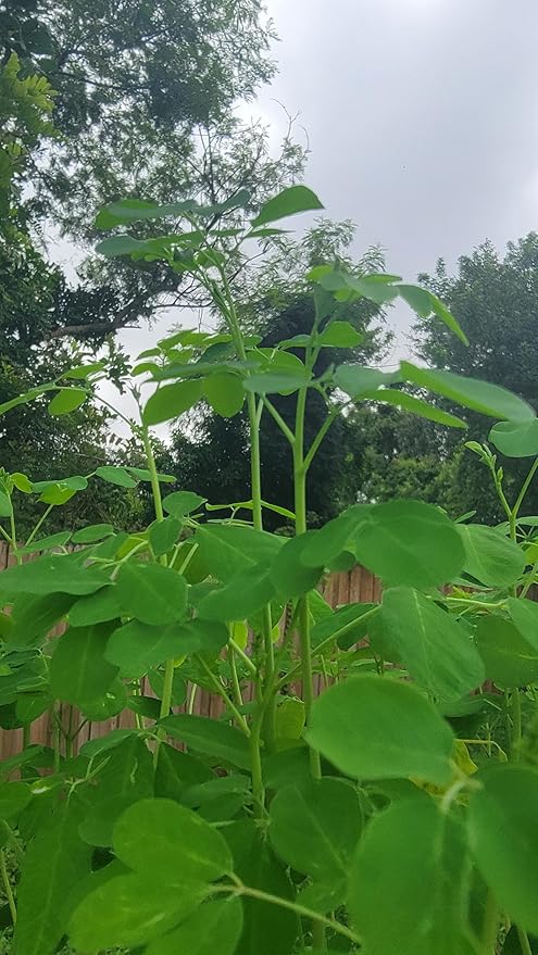 Moringa Plants 2 Live Moringa Tree Seedlings with Moringa Seeds - Sahijan - Malunggay - Drumstick Tree - Moringa Oleifera