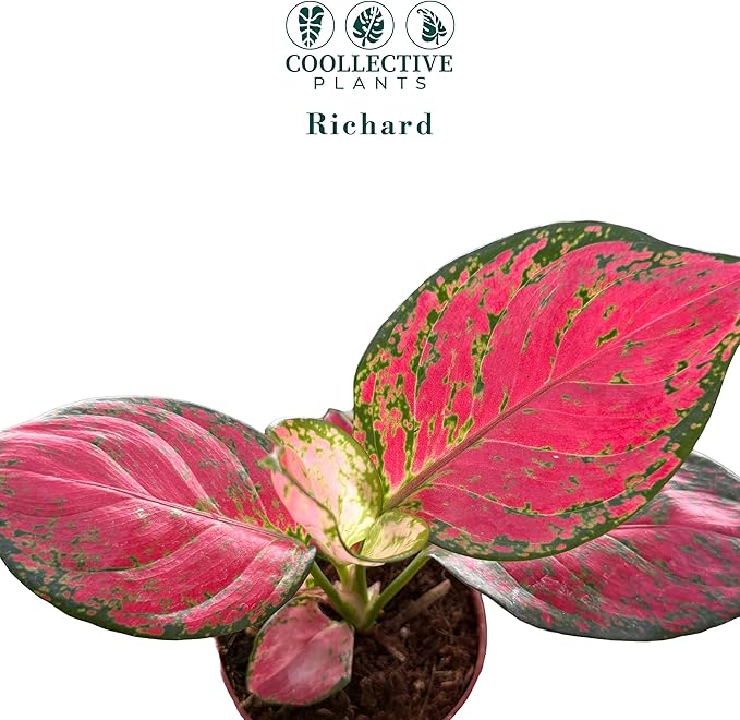 CoollectivePlants Aglaonema Richard – Aglaonema Live Plant in 4” Growers Pot | Chinese Evergreen Live Houseplant with Green & Cream Variegated Leaves | Easy Low Light Indoor Plant