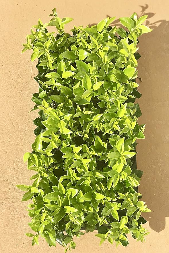 Ligustrum Waxleaf Privet - 40 Live Plants 2" Pot Size - Evergreen Privacy Hedge